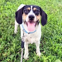 Kaylee Blue-ticked Pocket Beagle, a female Beagle for sale in Falmouth, KY – 8 of 10