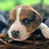 Treasure Pocket Beagle, a male Beagle for sale in Falmouth, KY – 3 of 10