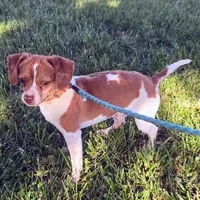 Sam Pocket Beagle, a male Beagle for sale in Falmouth, KY – 7 of 10