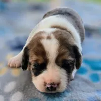 Starr Pocket Beagle, a male Beagle for sale in Falmouth, KY – 8 of 10
