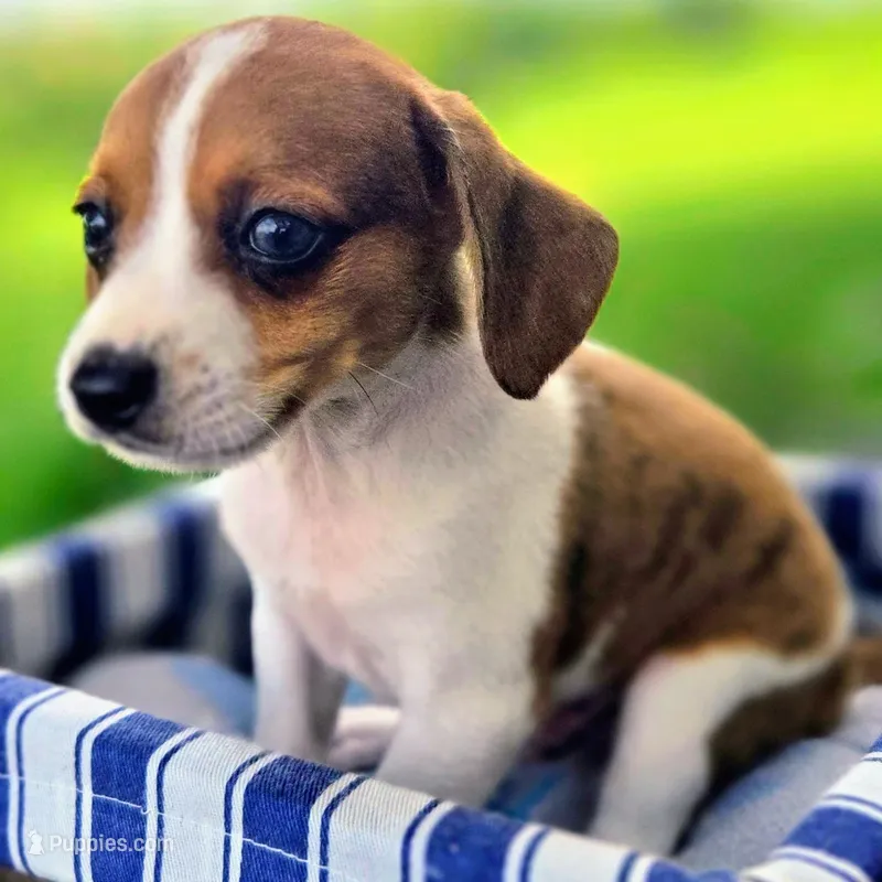 Treasure Pocket Beagle – Beagle puppy for sale in Falmouth, KY