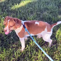 Sam Pocket Beagle, a male Beagle for sale in Falmouth, KY – 6 of 10