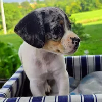 Jewell Pocket Beagle, a female Beagle for sale in Falmouth, KY – 5 of 5