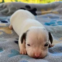 McCartney Pocket Beagle, a male Beagle for sale in Falmouth, KY – 7 of 10
