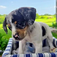 Jewell Pocket Beagle, a female Beagle for sale in Falmouth, KY – 1 of 5