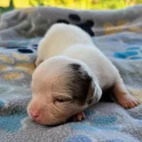 McCartney Pocket Beagle, a male Beagle for sale in Falmouth, KY – 9 of 10
