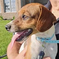 Ice Cream Pocket Beagle, a male Beagle for sale in Falmouth, KY – 9 of 10