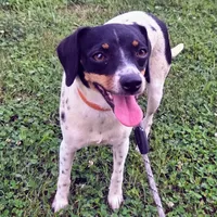 Kenzie Blue-ticked Pocket , a female Beagle for sale in Falmouth, KY – 2 of 9