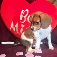 Cocoa 10# whengrown, a female Beagle for sale in Falmouth, KY – Photo 6 of 10