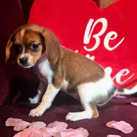 Cocoa 10# whengrown, a female Beagle for sale in Falmouth, KY – Photo 9 of 10