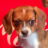 Cocoa 10# whengrown, a female Beagle for sale in Falmouth, KY – Photo 5 of 10