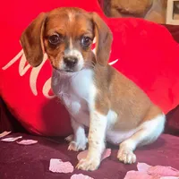 Cocoa 10# whengrown, a female Beagle for sale in Falmouth, KY – Photo 8 of 10
