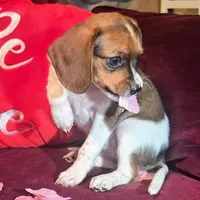 Cocoa 10# whengrown, a female Beagle for sale in Falmouth, KY – Photo 2 of 10