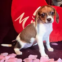 Cocoa 10# whengrown, a female Beagle for sale in Falmouth, KY – Photo 7 of 10