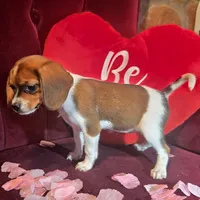 Cocoa 10# whengrown, a female Beagle for sale in Falmouth, KY – Photo 4 of 10