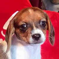 Cocoa 10# whengrown, a female Beagle for sale in Falmouth, KY – Photo 3 of 10