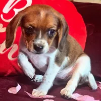 Cocoa 10# whengrown, a female Beagle for sale in Falmouth, KY – Photo 1 of 10