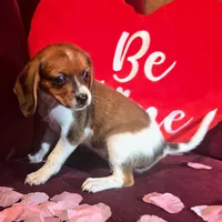 Cocoa 10# whengrown, a female Beagle for sale in Falmouth, KY – Photo 10 of 10