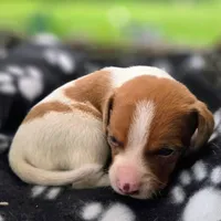 Golden Pocket Beagle, a male Beagle for sale in Falmouth, KY – 1 of 10