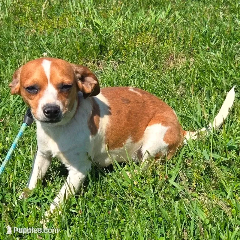 CJ Pocket Beagle – Beagle puppy for sale in Falmouth, KY