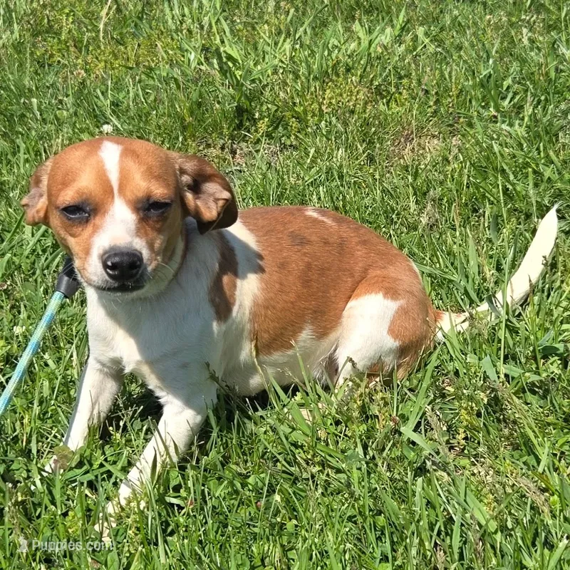 CJ Pocket Beagle, a female Beagle for sale in Falmouth, KY – 1 of 10