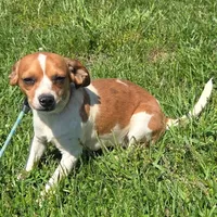 CJ Pocket Beagle, a female Beagle for sale in Falmouth, KY – 1 of 10