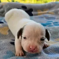 McCartney Pocket Beagle, a male Beagle for sale in Falmouth, KY – 5 of 10