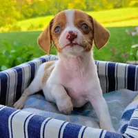 Gold Pocket Beagle, a male Beagle for sale in Falmouth, KY – 8 of 10