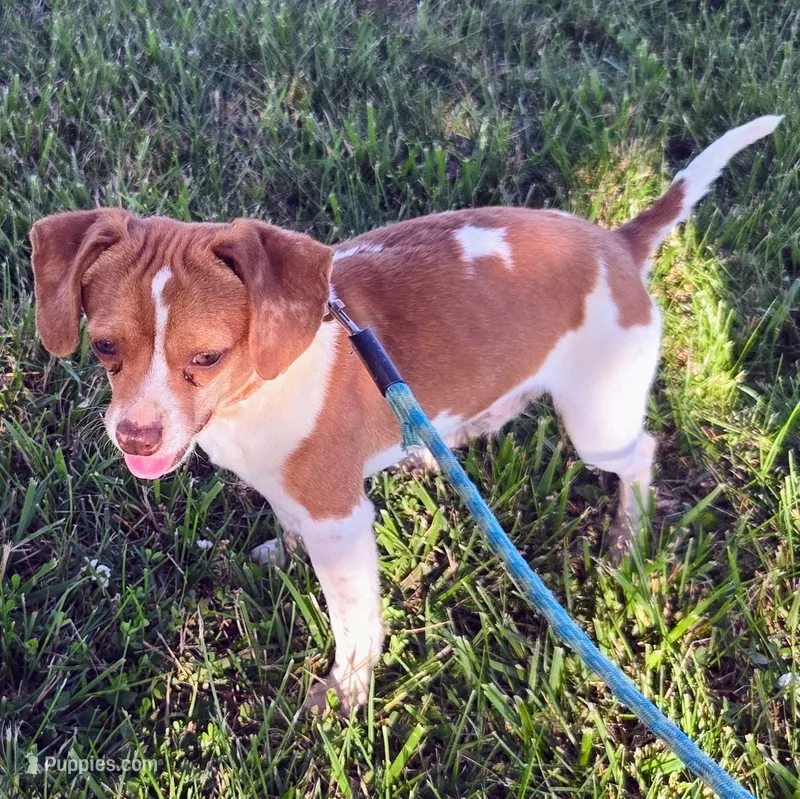 Sam Pocket Beagle – Beagle puppy for sale in Falmouth, KY