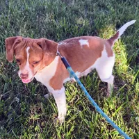 Sam Pocket Beagle, a male Beagle for sale in Falmouth, KY – 1 of 10