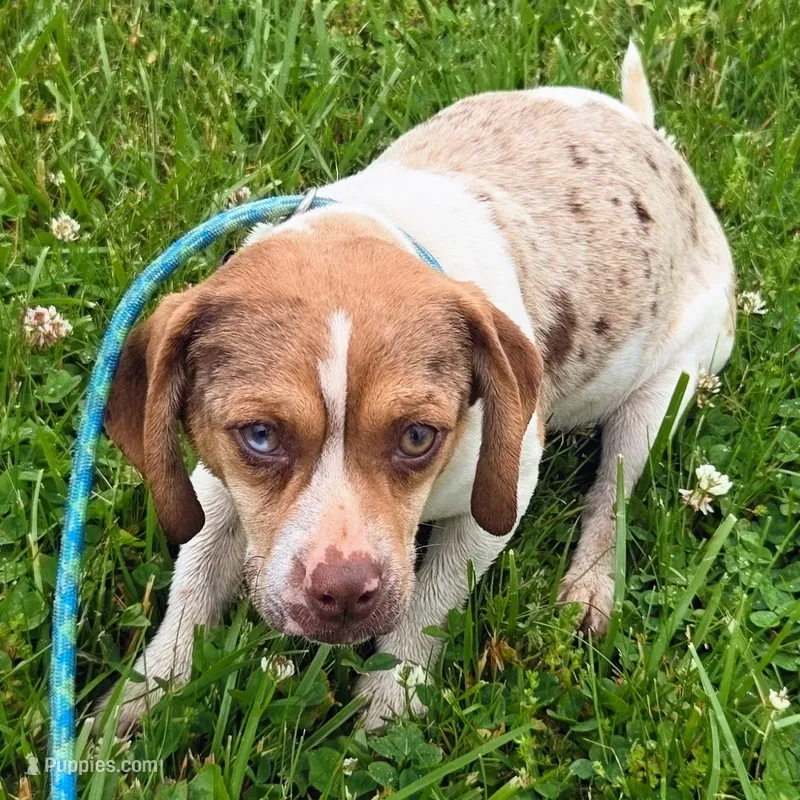 Toby Wrinkleface Pocket – Beagle puppy for sale in Falmouth, KY