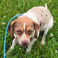 Toby Wrinkleface Pocket, a male Beagle for sale in Falmouth, KY – 3 of 10