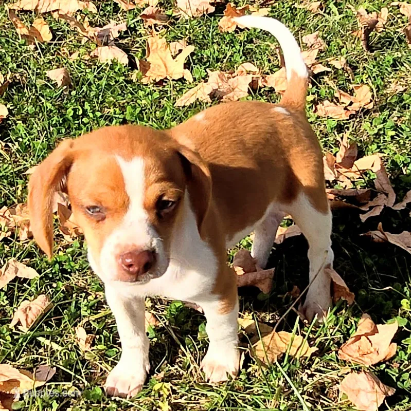 Harrison Pocket Beagle – Beagle puppy for sale in Falmouth, KY