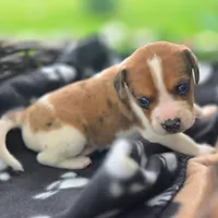 Treasure Pocket Beagle, a male Beagle for sale in Falmouth, KY – 10 of 10
