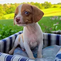 Gold Pocket Beagle, a male Beagle for sale in Falmouth, KY – 10 of 10