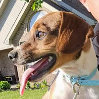 Ice Cream Pocket Beagle, a male Beagle for sale in Falmouth, KY – 10 of 10