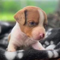 Golden Pocket Beagle, a male Beagle for sale in Falmouth, KY – 2 of 10