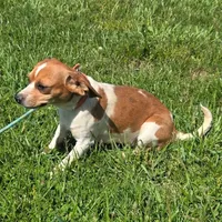 CJ Pocket Beagle, a female Beagle for sale in Falmouth, KY – 6 of 10