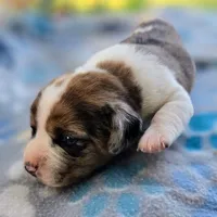 Starr Pocket Beagle, a male Beagle for sale in Falmouth, KY – 3 of 10