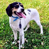 Kaylee Blue-ticked Pocket Beagle, a female Beagle for sale in Falmouth, KY – 1 of 10