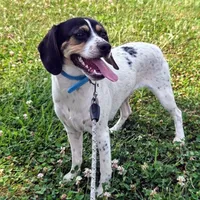 Kaylee Blue-ticked Pocket Beagle, a female Beagle for sale in Falmouth, KY – 7 of 10