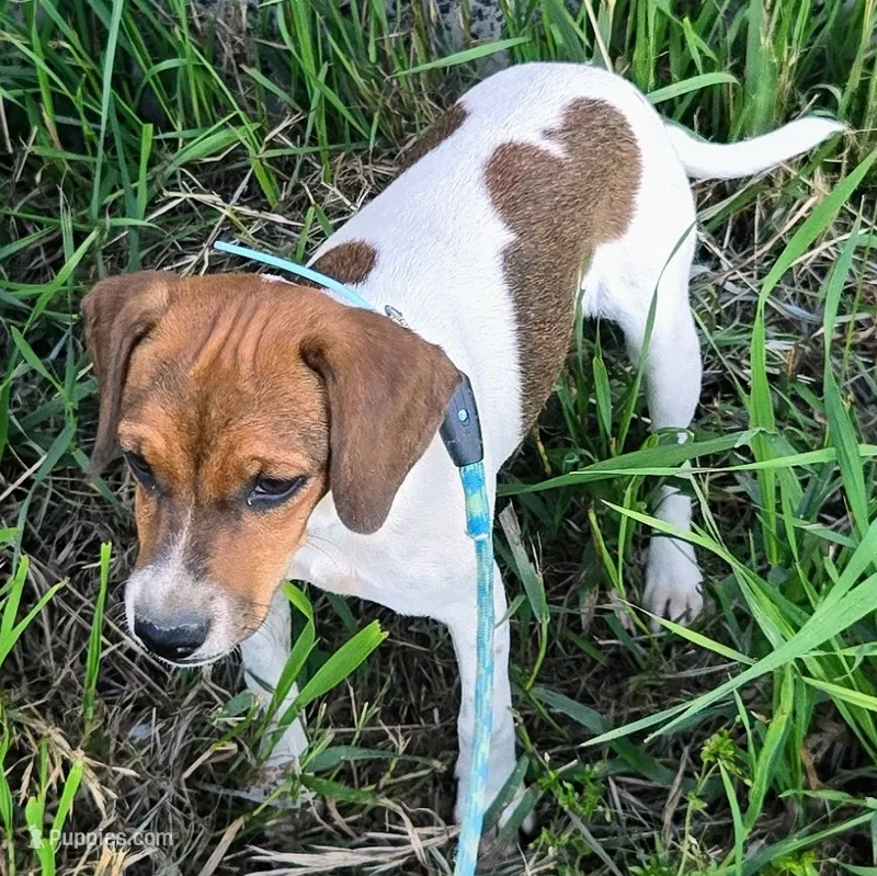 Ice Cream Pocket Beagle – Beagle puppy for sale in Falmouth, KY