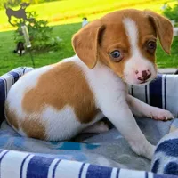 Gold Pocket Beagle, a male Beagle for sale in Falmouth, KY – 3 of 10