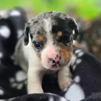 Jewell Pocket Beagle, a female Beagle for sale in Falmouth, KY – 2 of 10
