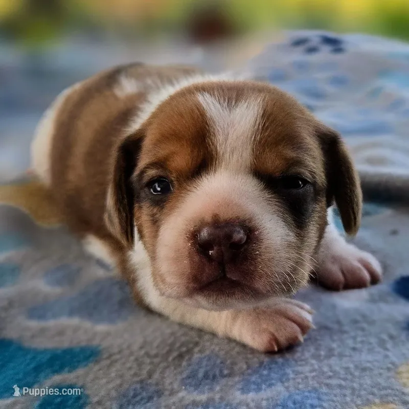 Harrison Pocket Beagle – Beagle puppy for sale in Falmouth, KY