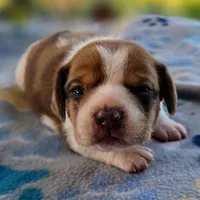 Harrison Pocket Beagle, a male Beagle for sale in Falmouth, KY – 1 of 10