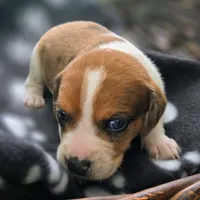 Treasure Pocket Beagle, a male Beagle for sale in Falmouth, KY – 9 of 10