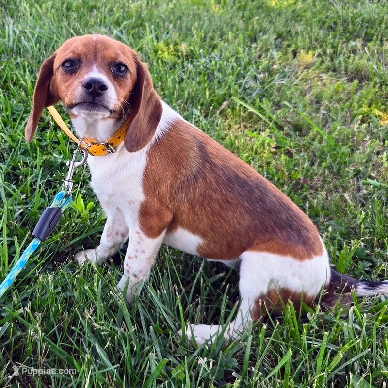 Cocoa Pocket Beagle – Beagle puppy for sale in Falmouth, KY