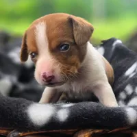 Golden Pocket Beagle, a male Beagle for sale in Falmouth, KY – 8 of 10