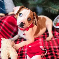 Josh Blue-eyed Pocket, a male Beagle for sale in Falmouth, KY – Photo 1 of 10